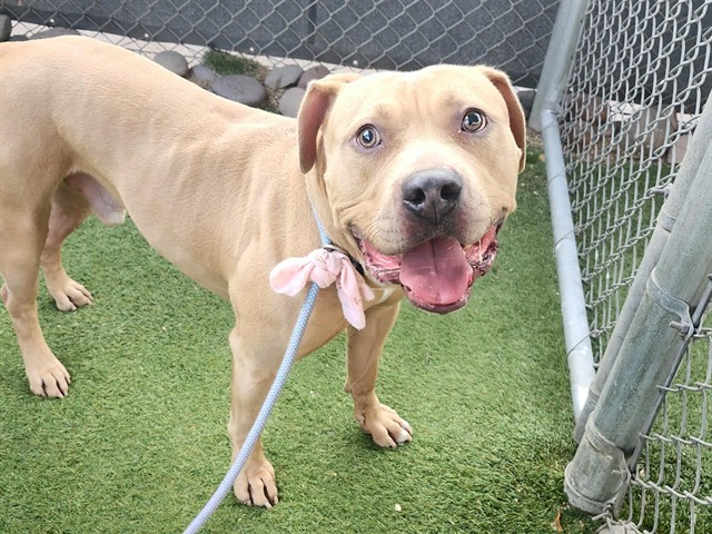 Duse, a Bullmastiff (mix breed), available for adoption