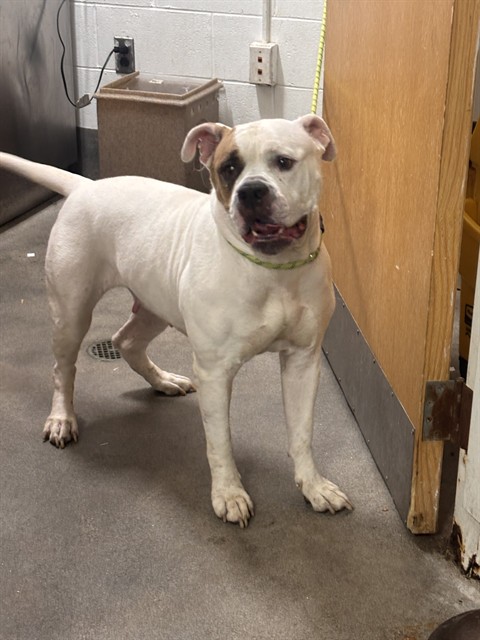 Star, a American Bulldog (mix breed), available for adoption