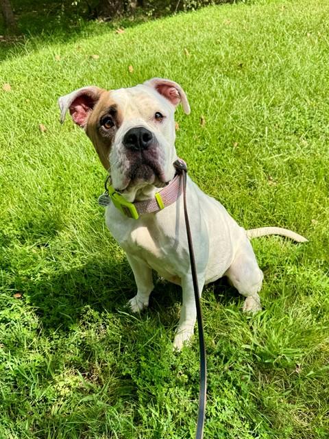 Star, a American Bulldog (mix breed), available for adoption