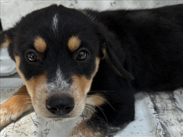 A035025, a Entlebucher (mix breed), available for adoption