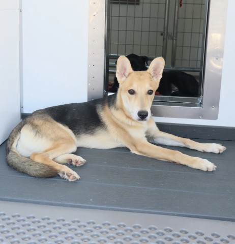 Langston, a German Shepherd (mix breed), available for adoption