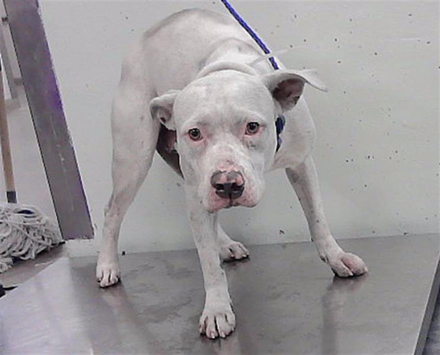 Annie, a Staffordshire Bull Terrier (mix breed), available for adoption