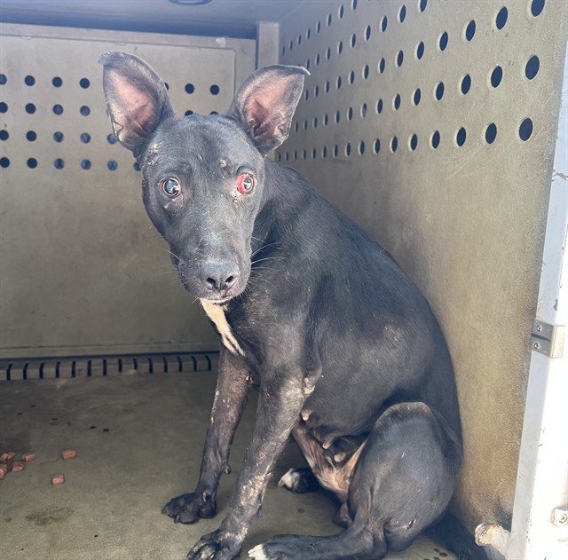 Elma, a Labrador Retriever, available for adoption