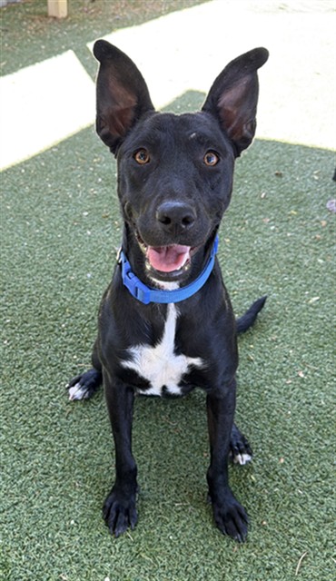 Elma, a Labrador Retriever, available for adoption