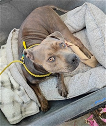 Dandelion, a Pit Bull Terrier, available for adoption