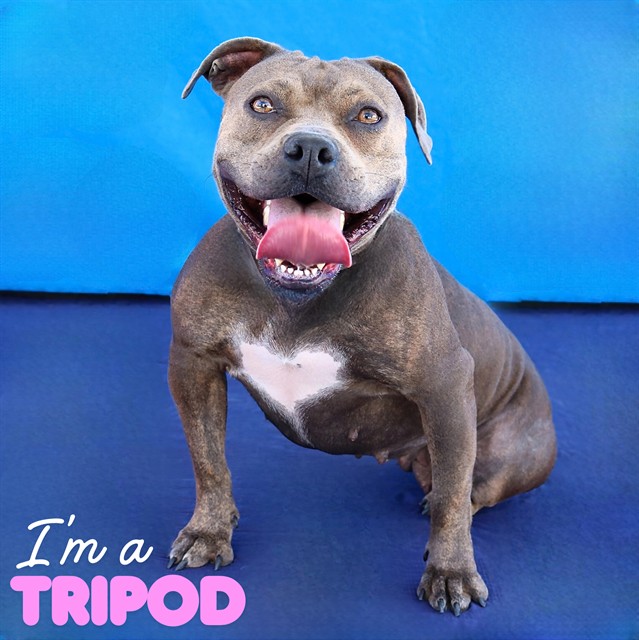 Dandelion, a Pit Bull Terrier, available for adoption
