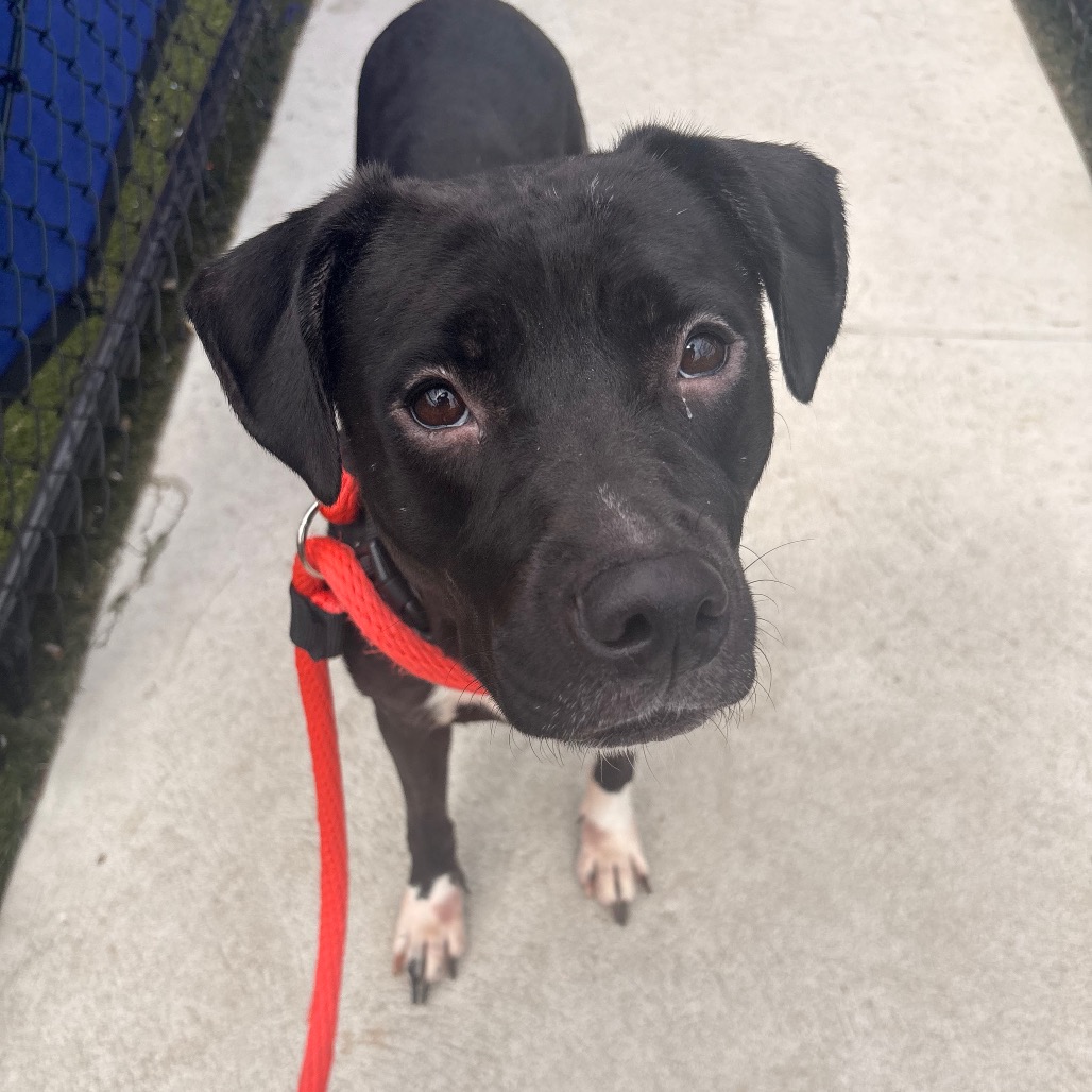Laylay, a Pit Bull Terrier, available for adoption