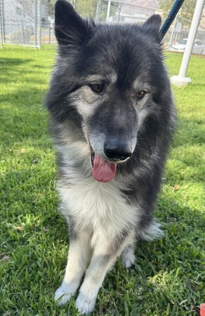 Cornbread, a Keeshond, available for adoption