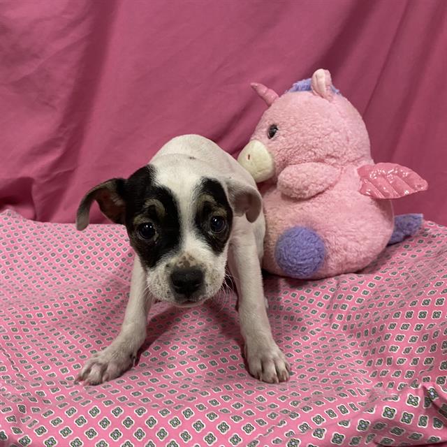 A614016, a Staffordshire Bull Terrier, available for adoption