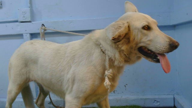 A5800977, a German Shepherd, available for adoption