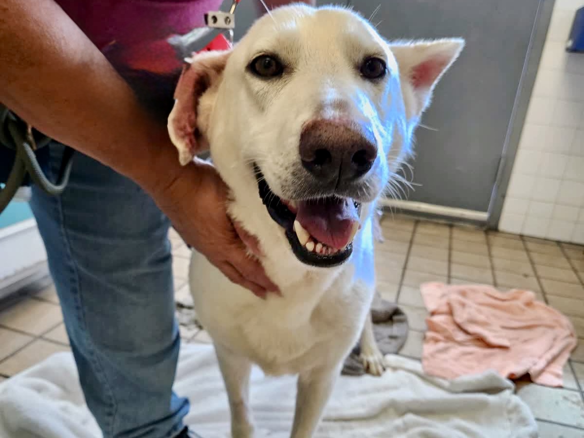 Diamond, a German Shepherd, available for adoption