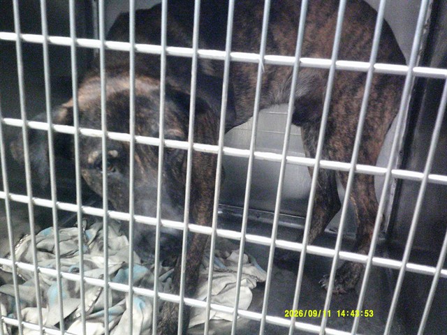 A480631, a Staffordshire Bull Terrier (mix breed), available for adoption