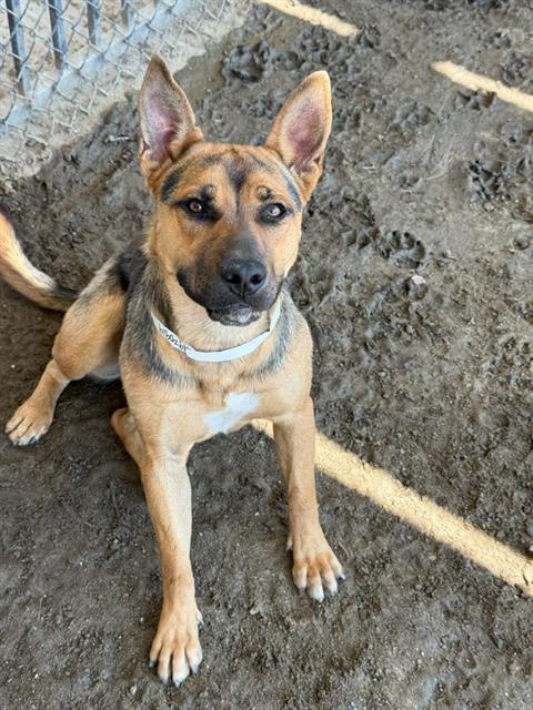 Tessa, a German Shepherd, available for adoption