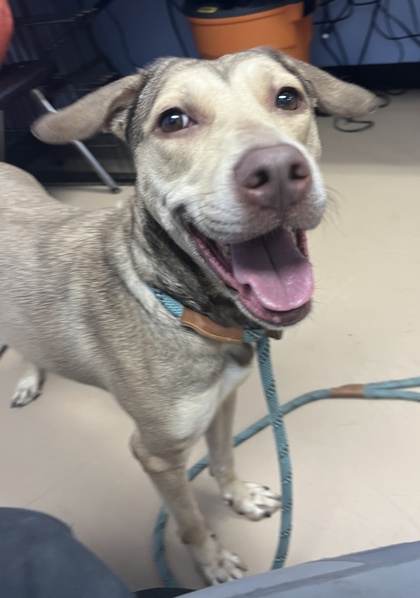 Mizuna, a American Staffordshire Terrier (mix breed), available for adoption