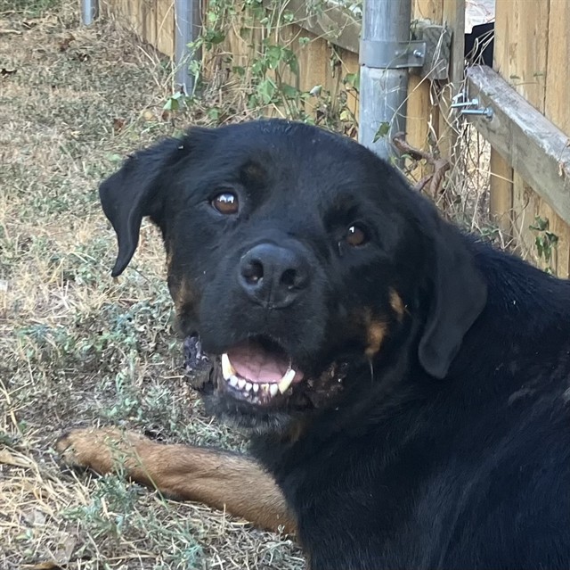 Dillard, a Rottweiler, available for adoption