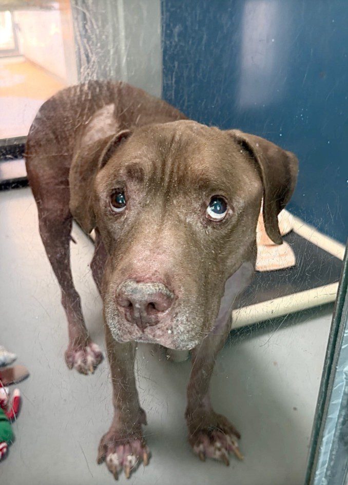 Smoki, a Pit Bull Terrier, available for adoption