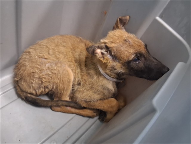 A5802138, a Belgian Shepherd Malinois, available for adoption