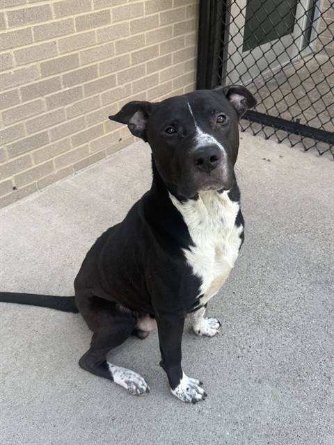 Belto, a Pit Bull Terrier, available for adoption