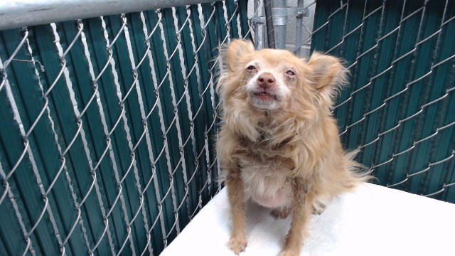 Circle, a Pomeranian, available for adoption