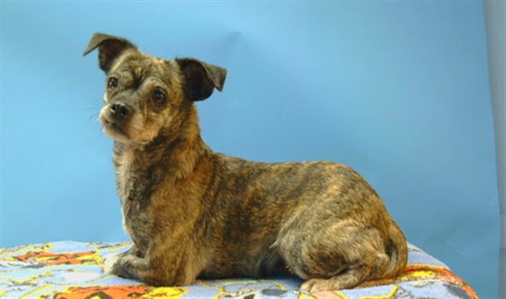 A5802934, a Chihuahua, available for adoption
