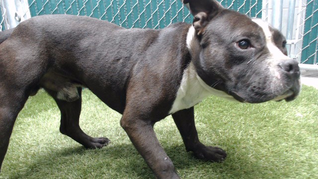 Peter, a Bullmastiff, available for adoption
