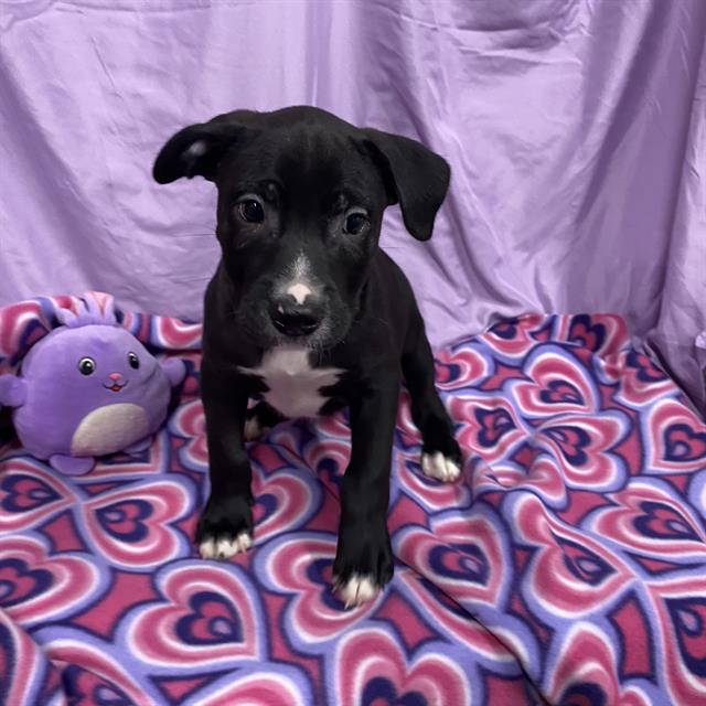 Doc, a Pit Bull Terrier, available for adoption
