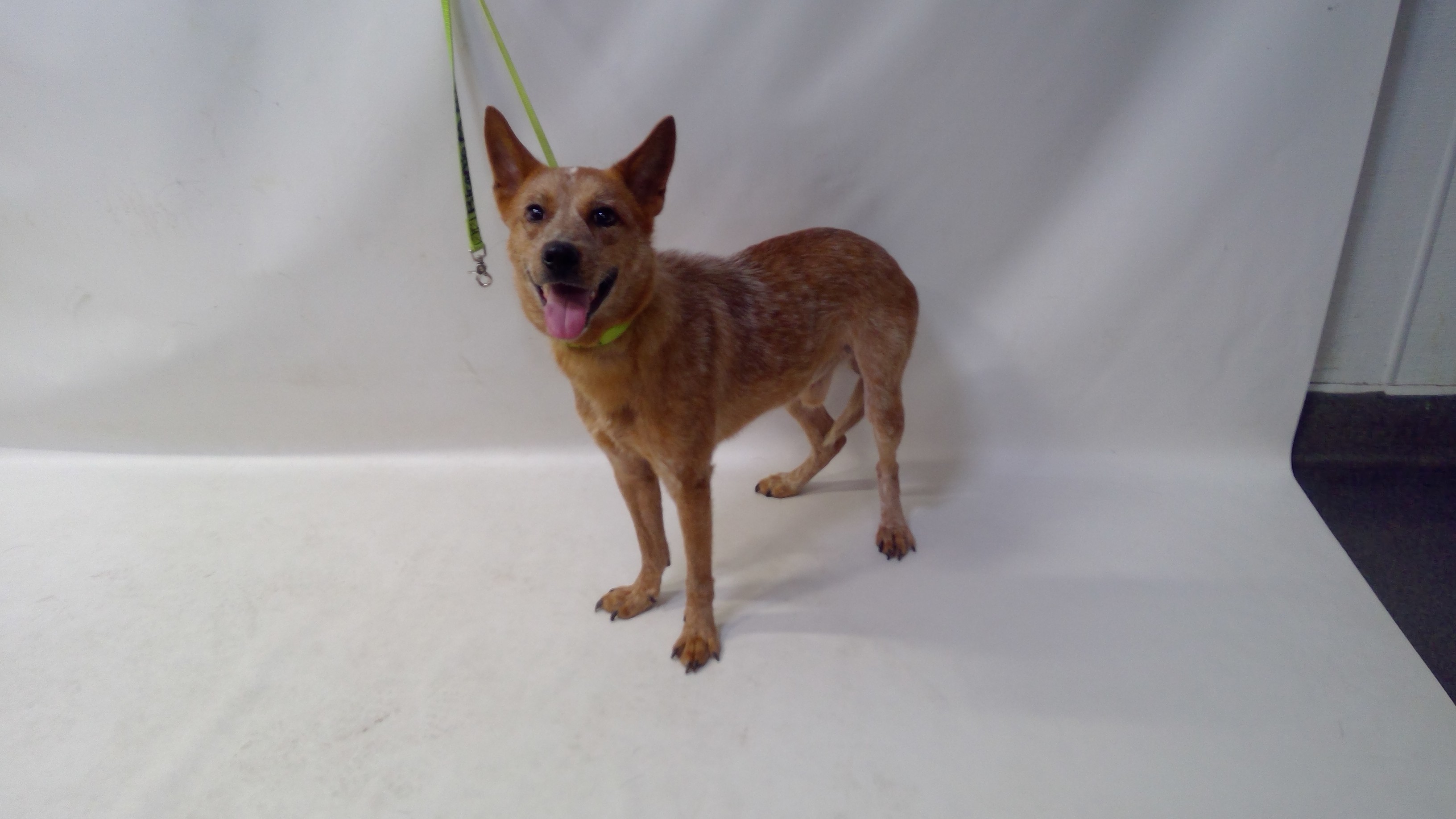 27-02860, a Australian Cattle Dog/Blue Heeler (mix breed), available for adoption
