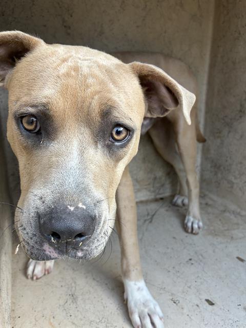 A481234, a Pit Bull Terrier (mix breed), available for adoption