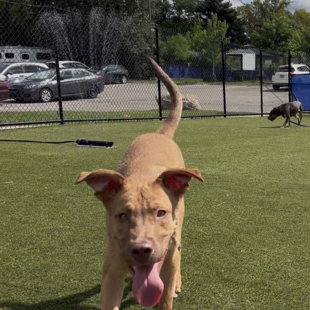 Dude, a Pit Bull Terrier, available for adoption