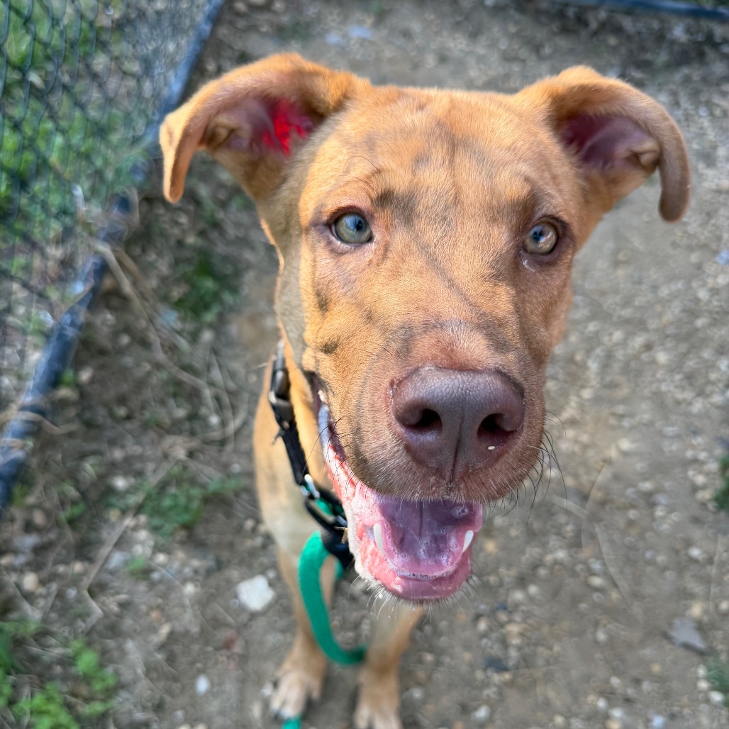 Dude, a Pit Bull Terrier, available for adoption