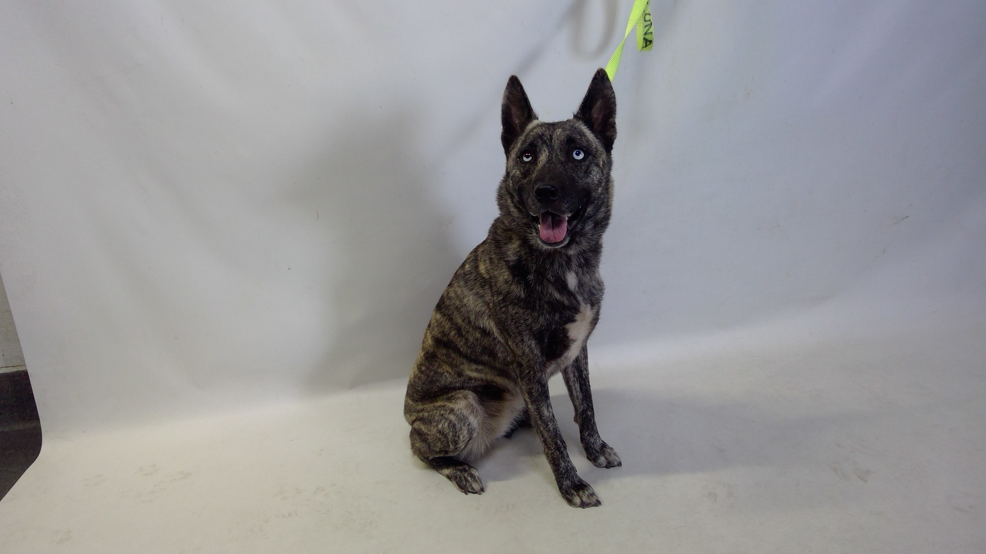 27-03215, a German Shepherd (mix breed), available for adoption