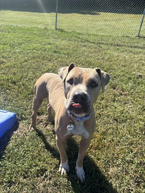 Tink, a Pit Bull Terrier, available for adoption