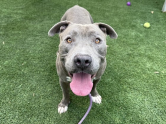 Bob, a Pit Bull Terrier, available for adoption