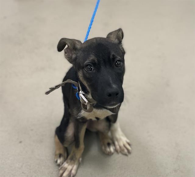Cloud, a Shepherd (mix breed), available for adoption