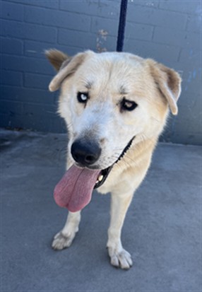 Toby Cuevas, a German Shepherd, available for adoption