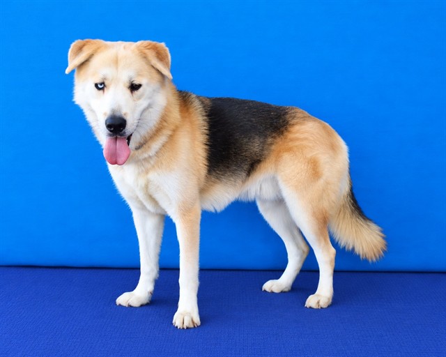 Toby Cuevas, a German Shepherd, available for adoption