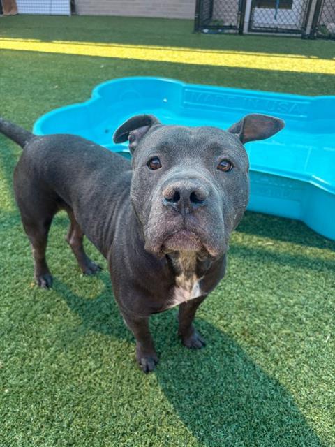 Lance, a Pit Bull Terrier (mix breed), available for adoption