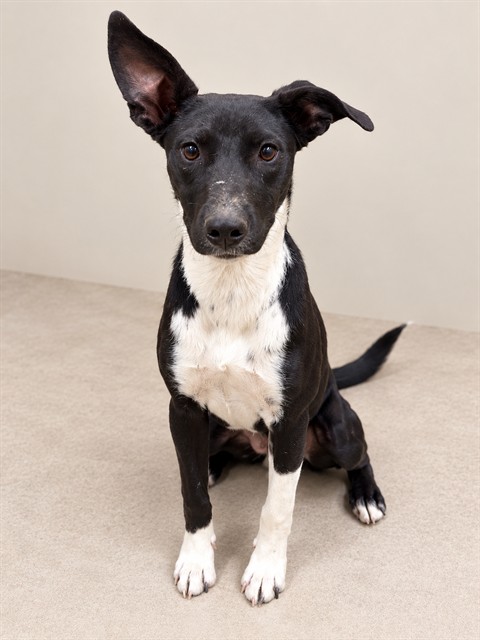 Amy, a Whippet, available for adoption