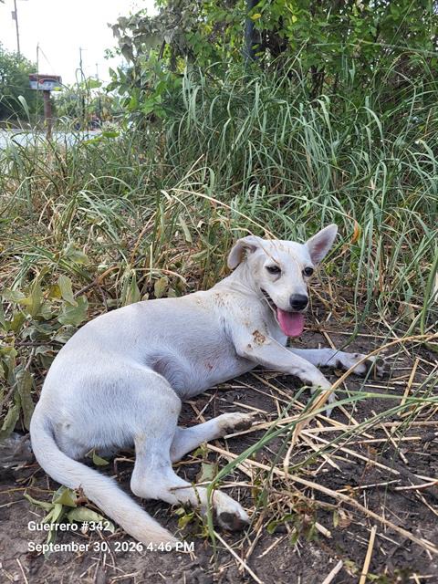 Celine, a Chihuahua (mix breed), available for adoption