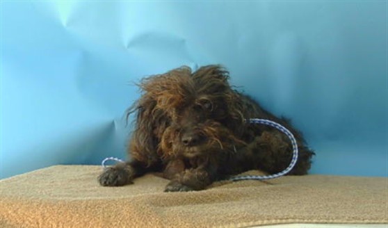 Pepper, a Terrier, available for adoption
