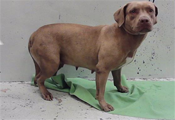 Shayla, a Staffordshire Bull Terrier (mix breed), available for adoption