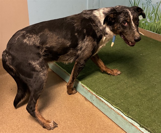 Murphy, a Cattle Dog, available for adoption