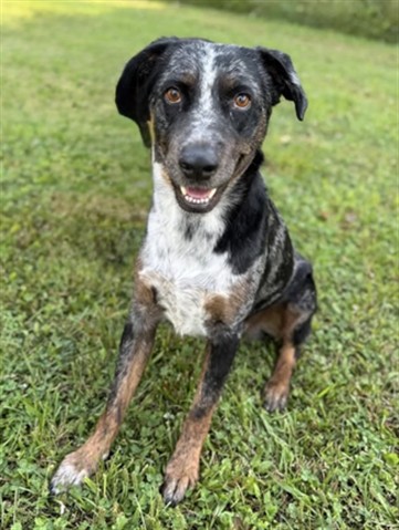 Murphy, a Cattle Dog, available for adoption