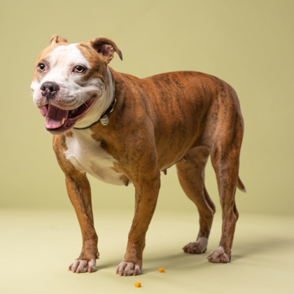 Twix, a Pit Bull Terrier (mix breed), available for adoption