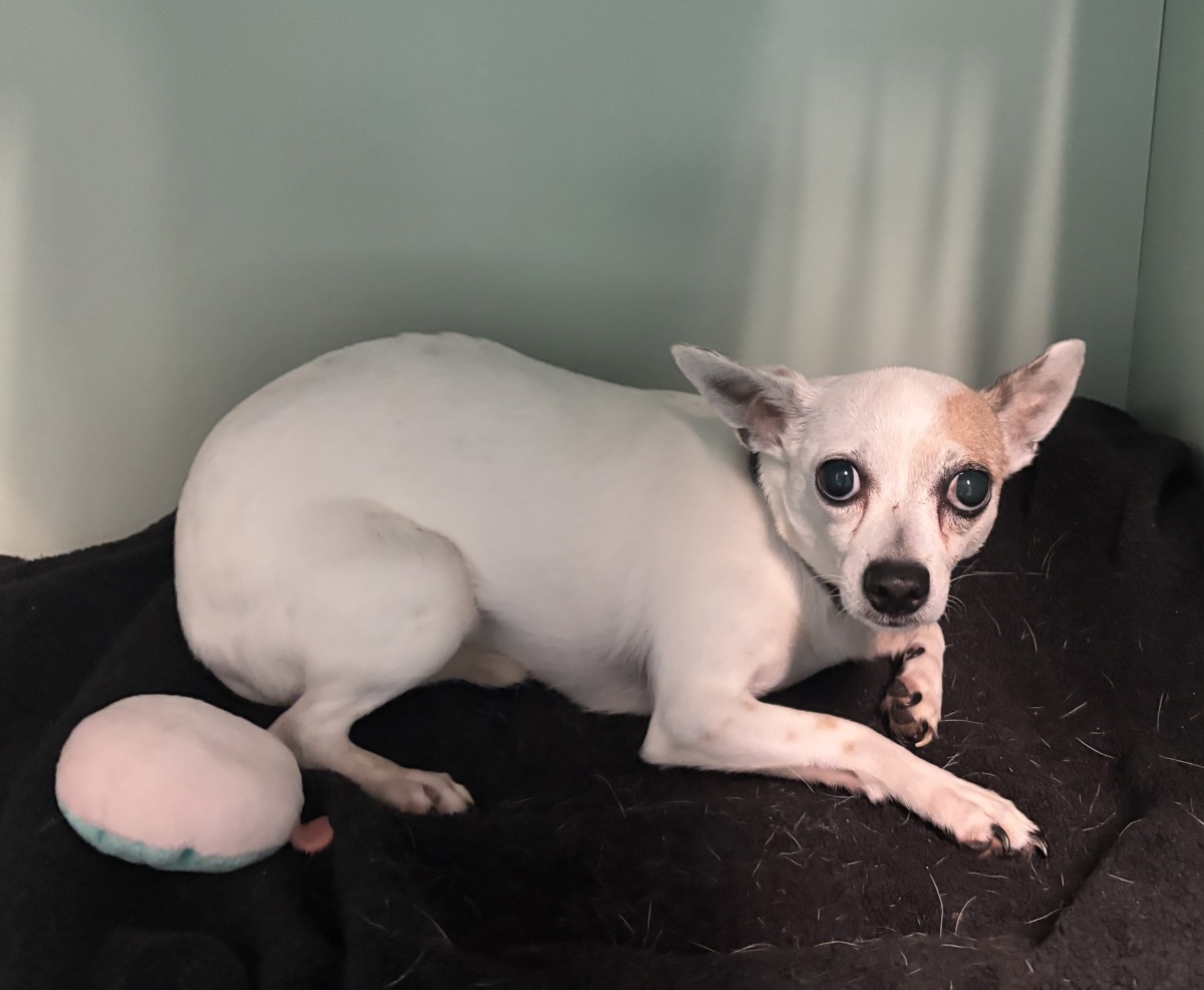Chico, a Chihuahua, available for adoption