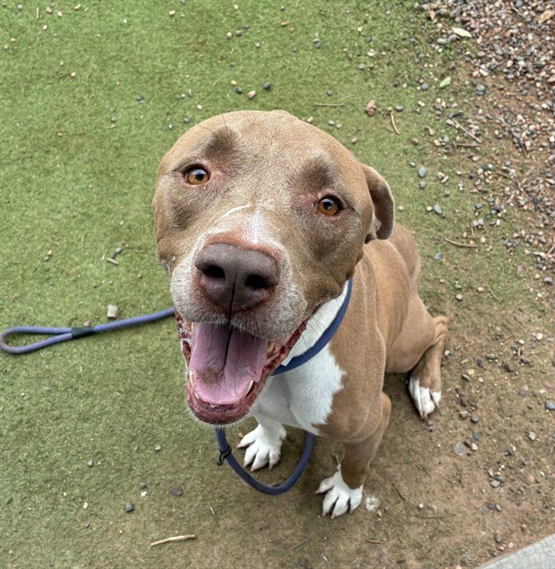Mia, a Bullmastiff (mix breed), available for adoption