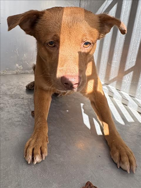A035414, a Vizsla, available for adoption
