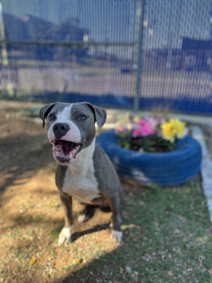 Agnes, a Pit Bull Terrier, available for adoption