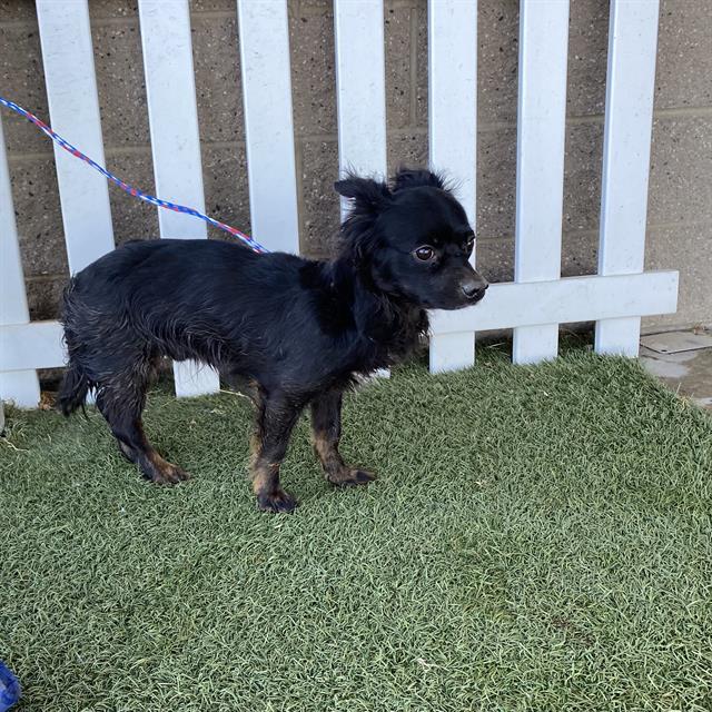 A615405, a Chihuahua, available for adoption