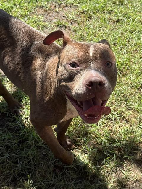 Stone, a Pit Bull Terrier (mix breed), available for adoption